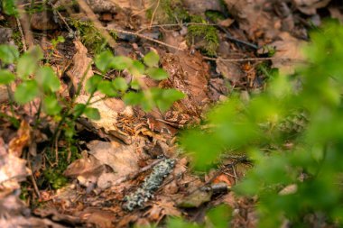 Ormandaki genç yeşil bitkileri kapatın.