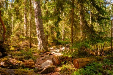 İsveç 'te yosunlu taşlar olan güzel bir yaz ormanı manzarası.