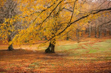 Monti Simbruini Ulusal Parkı, Lazio, İtalya 'da yeşillik. Kayın ağacında sonbahar renkleri. Sarı yapraklı kayınlar.