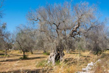 İstila edilmiş zeytin ağaçları (bakteri Xylella Fastidiosa), Salento, Puglia, İtalya