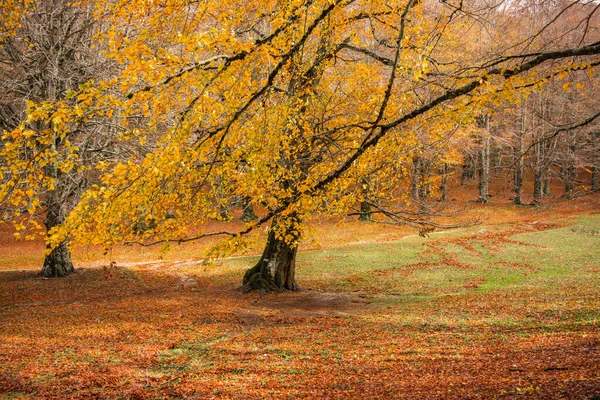 Леса Национальном Парке Монти Симбруини Лацио Италия Осенние Цвета Буковом — стоковое фото