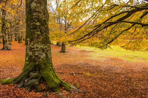 Foliage Monti Simbruini National Park Lazio Italy Autumn Colors Beechwood — Stock Photo, Image