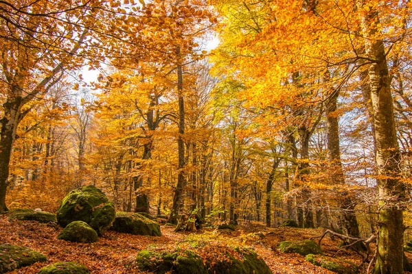 Лес Бука Ветусты Горы Чимино Осенью Леса Лацио Италия — стоковое фото