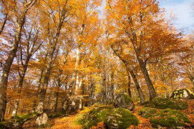Sonbaharda Cimino Dağı 'ndaki Vetusta Kayın Ormanı. Lazio, İtalya 'da yeşillik