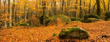 Sonbaharda Cimino 'nun Vetusta kayın ormanları yosun kaplı kayalarla kaplanır. Appennino, Lazio, İtalya 'da yeşillikle yapılan pankart.