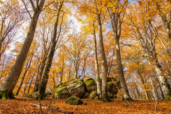 Las Bukowy Vetusta Górze Cimino Jesienią Skałami Pokrytymi Mchem Liście — Zdjęcie stockowe