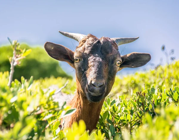 Spanya Mayorka Daki Bitki Örtüsü Arasında Vahşi Bir Keçinin Portresi — Stok fotoğraf
