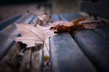 Tezgah, afiş ve arka plan bitki örtüsü ve sonbahar konsepti için ölü yaprakları