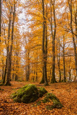 Kayın ormanlarında yaprak, sonbaharda dağ. 