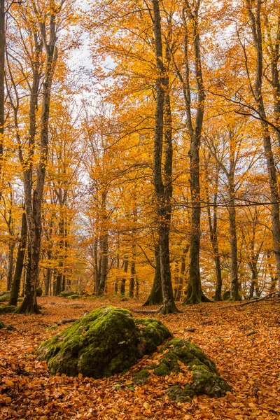 Listoví Bukovém Lese Hora Podzim — Stock fotografie