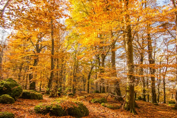 Liście Bukowym Lesie Góra Jesienią — Zdjęcie stockowe