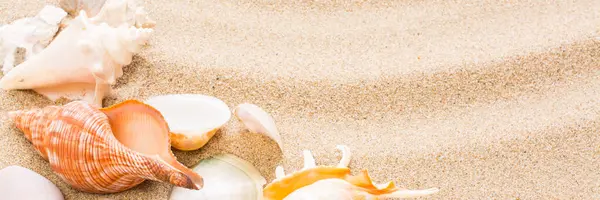 Seashell Pláži Letní Pozadí Horkým Pískem Pro Nápis — Stock fotografie