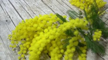 Ahşap arka planda Mimosa çiçekleri. 8 Mart, kadınlar günü sembolü ve bahar. Çekim 4k