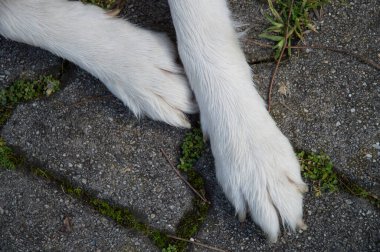 Beton bir kaldırım taşı yüzeyinde dinlenen beyaz köpek pençeleri, çatlaklar yeşil çimen büyüyen