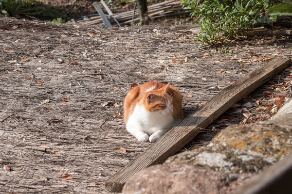 Uroczy Puszysty Bezpański Kot Śpiący Dachu Pomarańczowy Biały Kotek — Zdjęcie stockowe