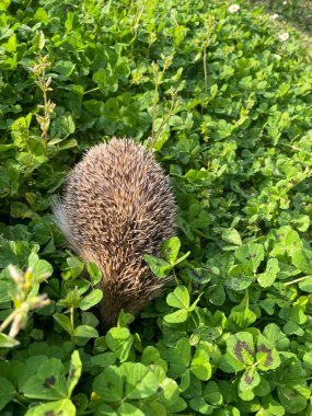 Sevimli vahşi Avrupalı kirpinin ekilmemiş yeşil çimlere uzanmış dikey resmi. Erinaceus europaeus türleri kış uykusundan sonra.