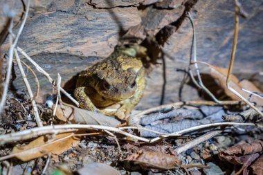 Geceleri inine kurbağa girer. Ormandaki bufo bufo hayvanı.