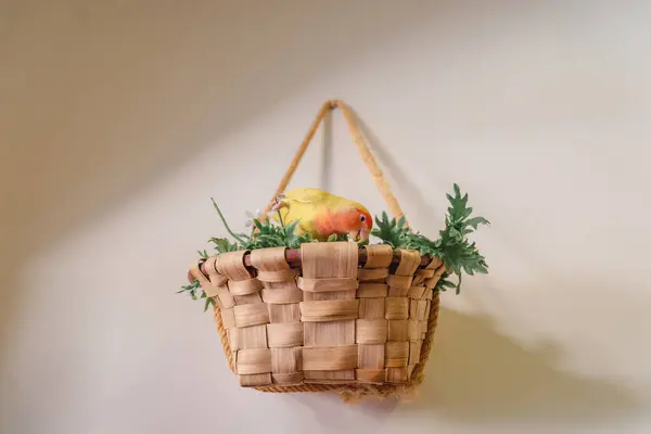 stock image Peach face lovebird eating grass on a basket with green plants.