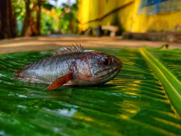 Риба Анабас Зеленому Листі Банана — стокове фото