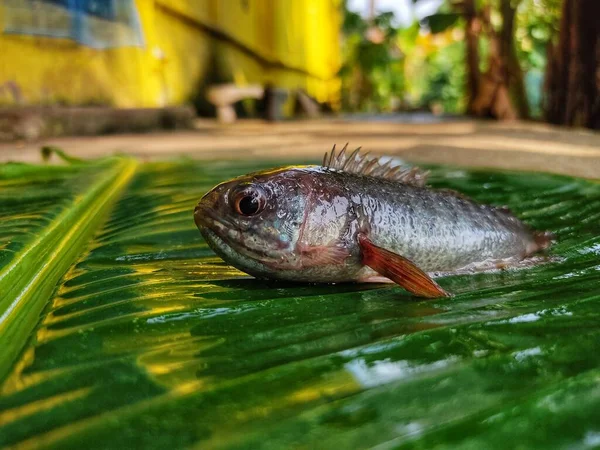 Риба Анабас Зеленому Листі Банана — стокове фото