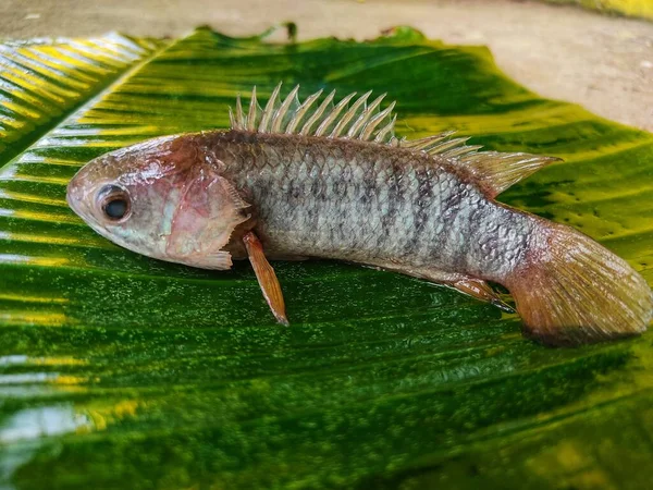 Anabas perch fish on banana leaf ready for cooking HD