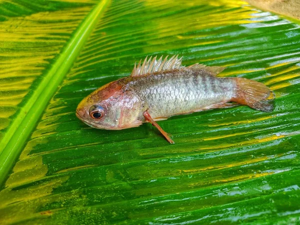 Big anabas fish on green banana leaf after harvesting from biofloc farming tank