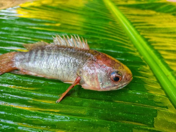 Big anabas fish on green banana leaf after harvesting from biofloc farming tank