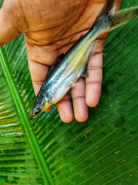 Pangasius Catfish Hand Banana Leaf Background — Stok Foto