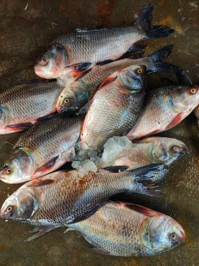 Hint balık pazarında satılmak üzere toplanmış taze Hint nehir sazan balığı yığını.