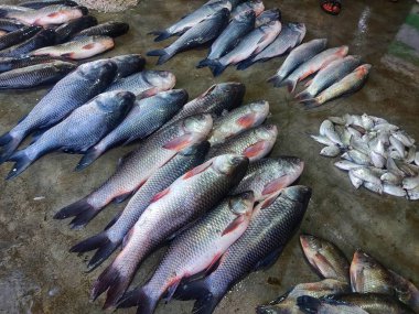 Hint balık pazarında büyük balık avı HD.