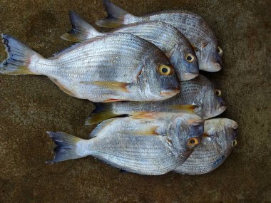 Hint balık pazarında satılığa çıkarılmış büyük sarı yüzgeçli çipura akatopagrus balığı.