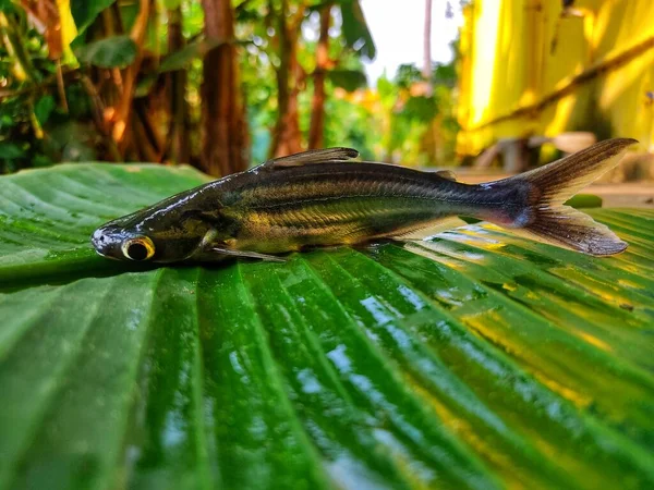 绿色香蕉叶上盘鱼的不同视角 — 图库照片