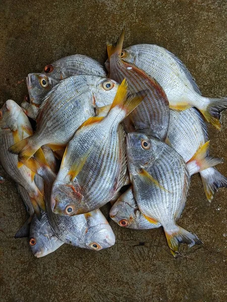 Νωπού Κιτρινόπτερου Ψαριού Τσιπούρας Acanthopagrus Ιχθυαγορά Προς Πώληση — Φωτογραφία Αρχείου