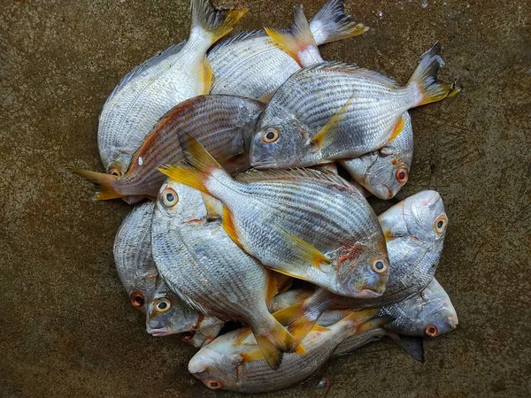 Taze sarı yüzgeçli çipura akanthopagrus balığı balık pazarında satılıktır.