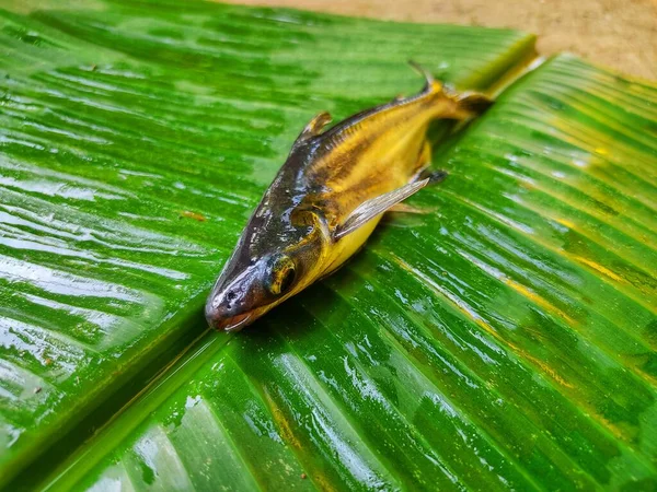 stock image Different angle view of pangasius fish on green banana leaf