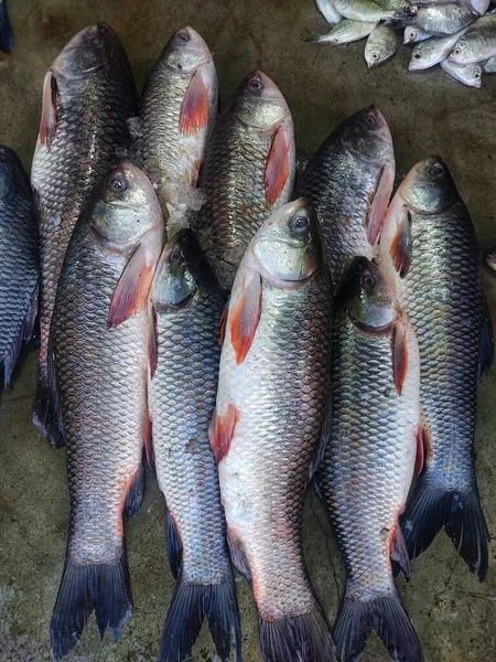 Stor Fångst Rohu Karp Fisk Indiska Fiskmarknaden Till Salu — Stockfoto