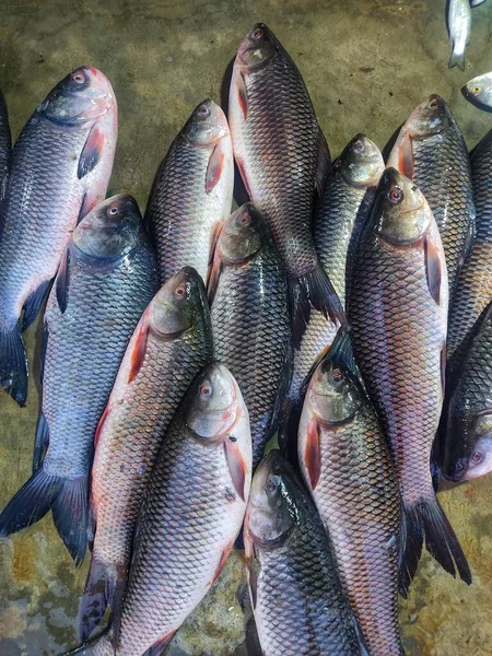 Stor Fångst Rohu Karp Fisk Indiska Fiskmarknaden Till Salu — Stockfoto