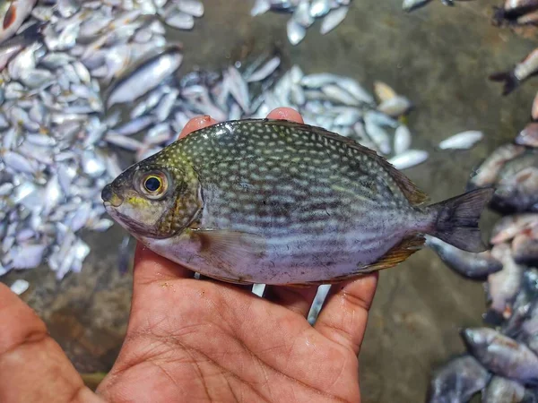 Benekli Tavşan Balığı Spinefoot Balığı Elinde — Stok fotoğraf