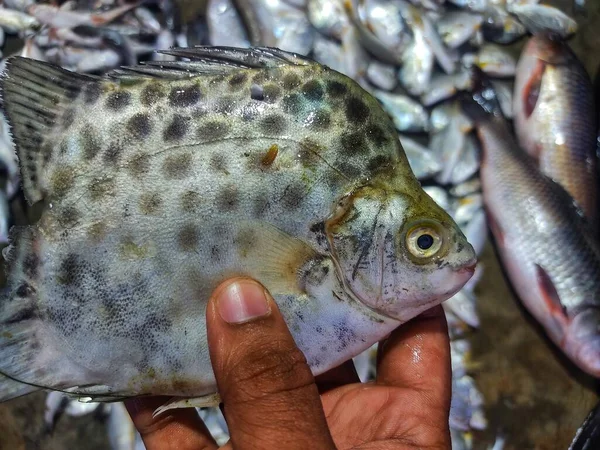 Elinde Benekli Kelebek Balığı Lekesi Var Swaafagus Argus — Stok fotoğraf