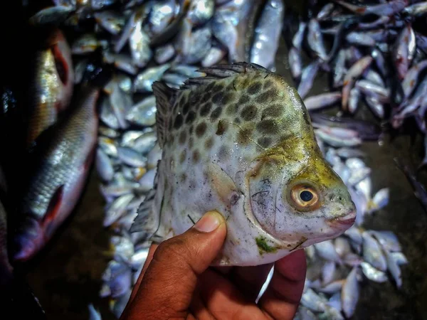 Elinde Benekli Kelebek Balığı Lekesi Var Swaafagus Argus — Stok fotoğraf