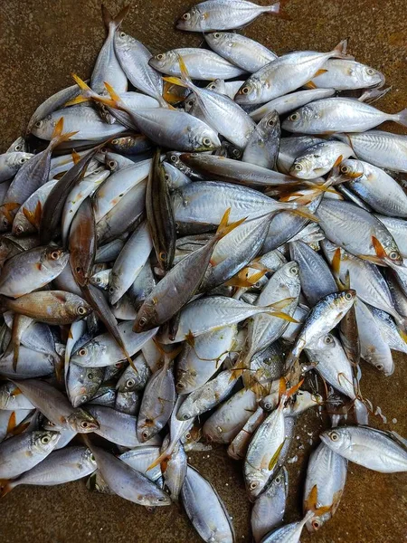 印度鱼类市场出售的黄鳍鲭鱼堆D — 图库照片