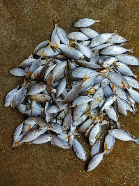 印度鱼类市场出售的黄鳍鲭鱼堆D — 图库照片