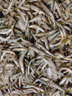 Hint Balık Mağazasında yarım gagalı balık strogylura spipe balığı yığını