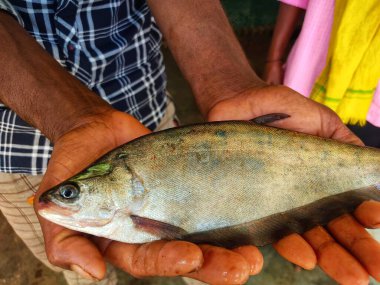 close up view of featherback fish in hand of a fish farmer HD