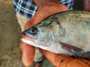 close up view of featherback fish in hand of a fish farmer HD