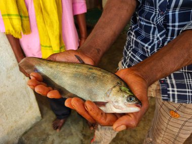 close up view of featherback fish in hand of a fish farmer HD