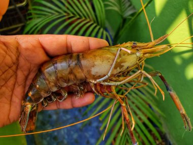 Dry freshwater gaint river prawn rosenbergii in hand HD
