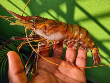 Dry freshwater gaint river prawn rosenbergii in hand HD