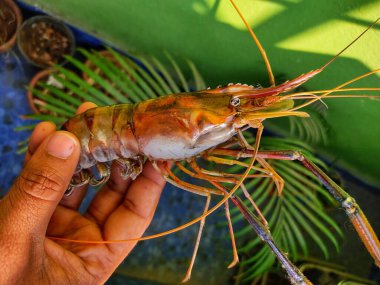 Dry freshwater gaint river prawn rosenbergii in hand HD