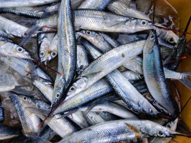 heap of fullbeak fish in a basket close up view HD